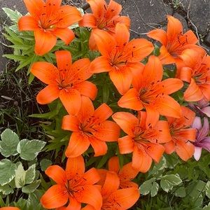 Meet your Posher, Laurie